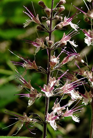 {Collinsonia verticillata}